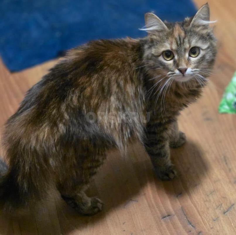 Отдам молодых стерилизованных кошечек ,все молодые ,возраст от 5 мес до 1.5 года ,ласковые ,кушают в - Орск