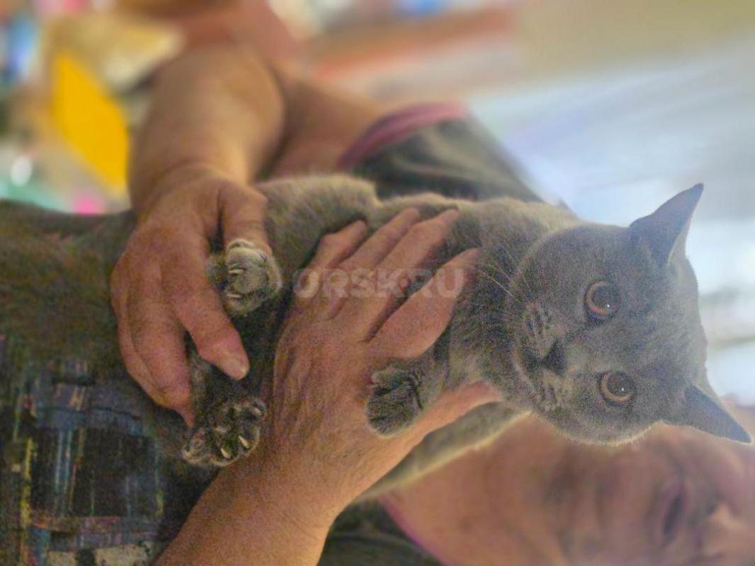 Отдам молодых стерилизованных кошечек ,все молодые ,возраст от 5 мес до 1.5 года ,ласковые ,кушают в - Орск