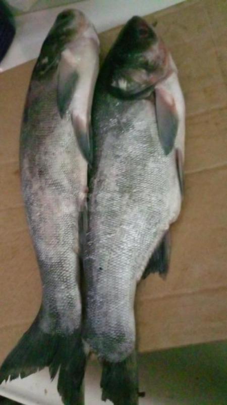 Карп, судак, сазан - Орск