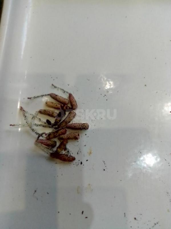 пеларгония темно бардовая с тремя бутонами  -300 руб также в стаканчике черенки 100-и 150  также в н - Орск