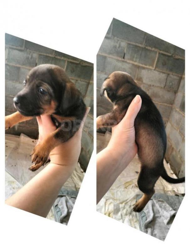 Отдам домашних щенят от домашней собаки, новой выведенной породы авитатерьер ;)) Все мальчики,кроме - Гай