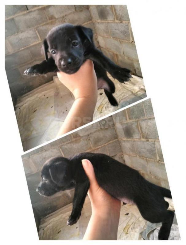 Отдам домашних щенят от домашней собаки, новой выведенной породы авитатерьер ;)) Все мальчики,кроме - Гай