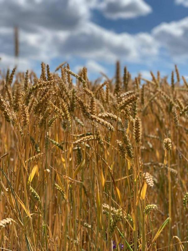 На работу в АНО ДЖУЛЬБАРС. - Орск