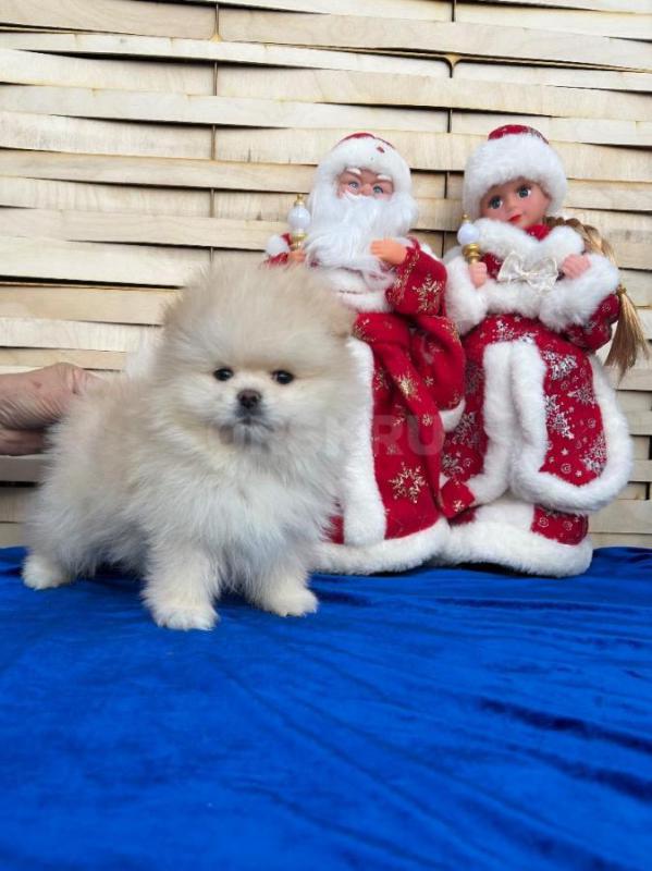 Померанский шпиц мальчик и девочка 10.11.2025г д/р окрас  светлый крем , с документами ,ветеринарным - Орск