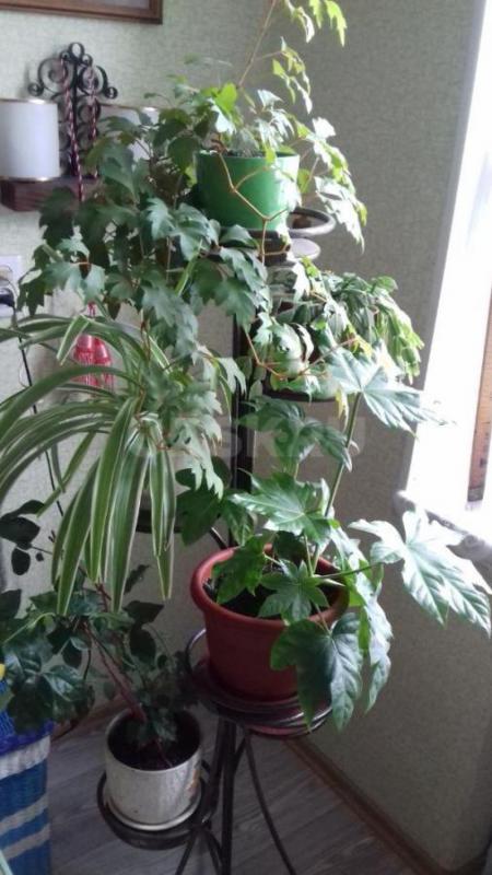 Продам комнатный цветок "Георгий победоносец", "Девичий виноград&quot - Орск