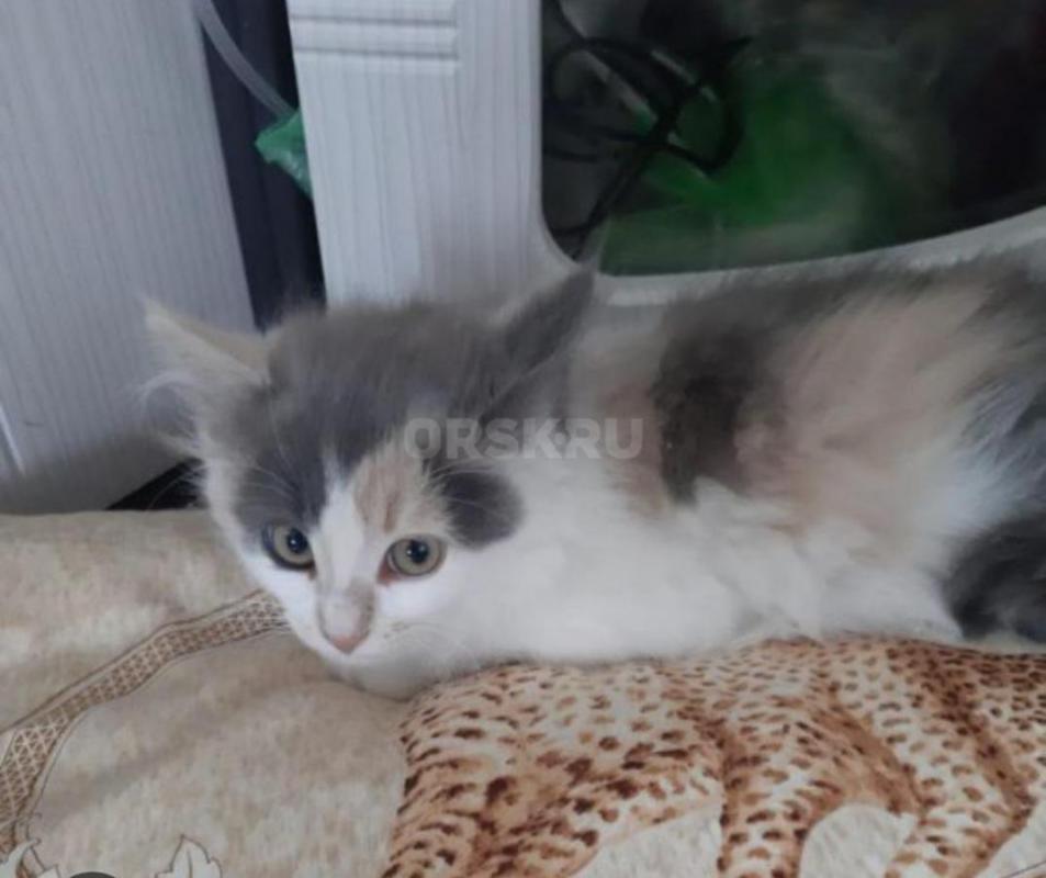 Котенок девочка ,к лотку приучена. - Орск