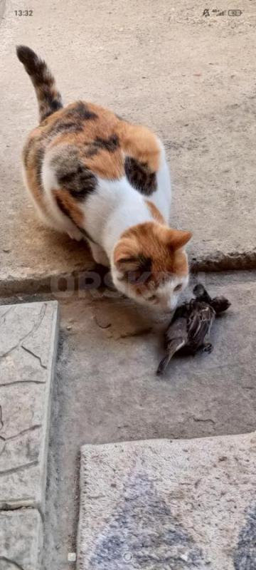 Трёхцветная кошечка Варя ищет дом и заботливых,любящих хозяев. - Орск