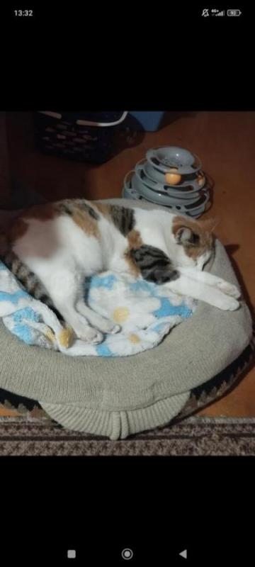 Трёхцветная кошечка Варя ищет дом и заботливых,любящих хозяев. - Орск