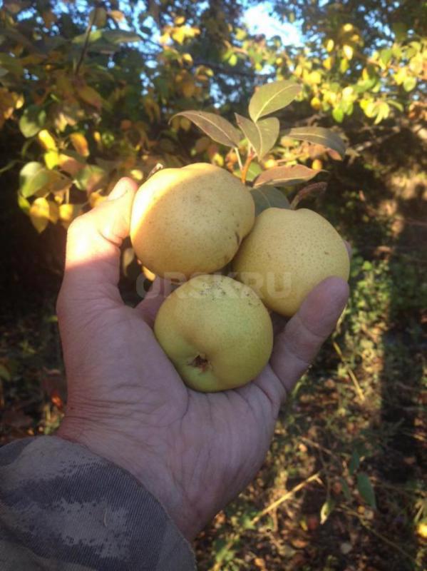 Продам
Cад огород в общ.;УРОЖАЙ ОЗТП 7 мкр.. - Орск