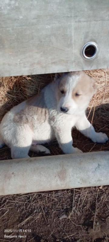 Продам щенков среднеазиатской овчарки (алабай) настоящие защитники - Орск