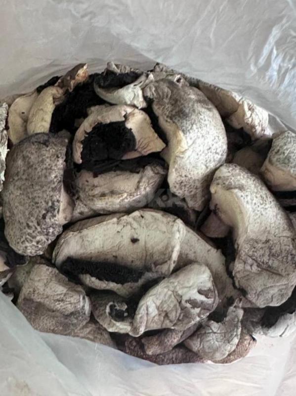 Грибы соленые, маринованные, мороженные, автоклавные (консервированные) и сушеные

Соленые грибы — - Орск