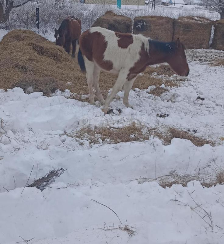 Продам жеребят 10 голов, 5 кобылок и 5 жеребчиков, по 45000 рублей. - Ясный