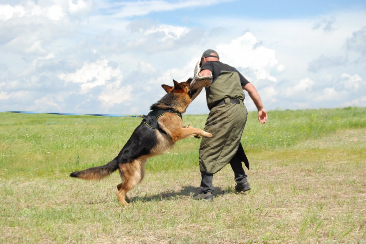Щенок немецкой овчарки.(девочка) Д.р. 24.08.25  ( 4 месяца.). . - Орск