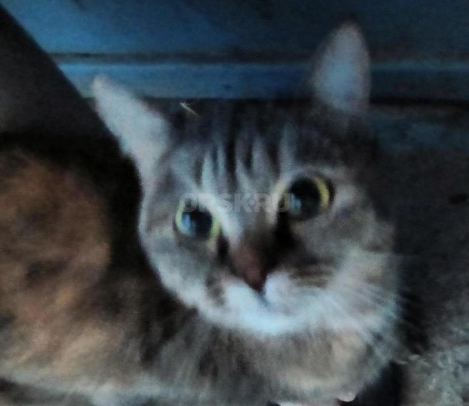 Срочно
У нас в подъезде (на ул. - Орск