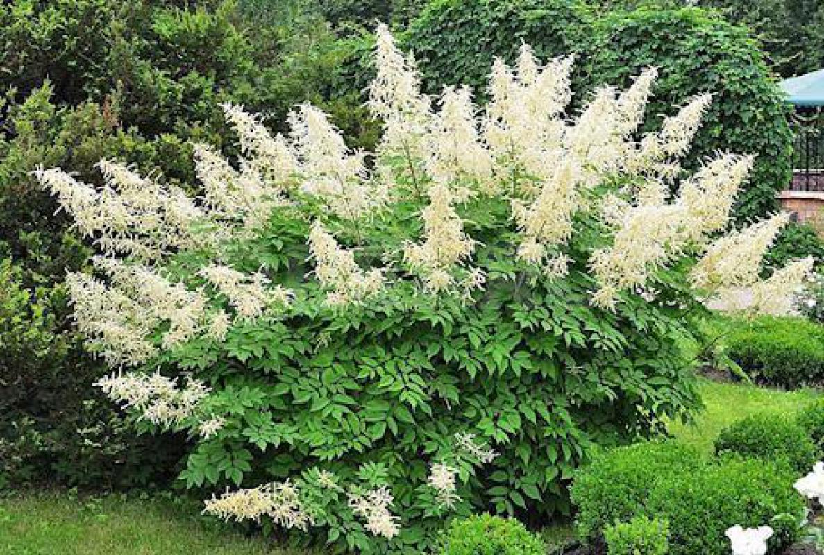 Многолетники- саженцы клематиса. - Орск