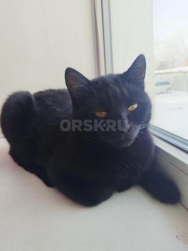 SOS- у них умерла хозяйка. - Орск