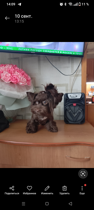 Если вы хотите супер красивую собачку эксклюзив тогда Вам к нам. - Орск