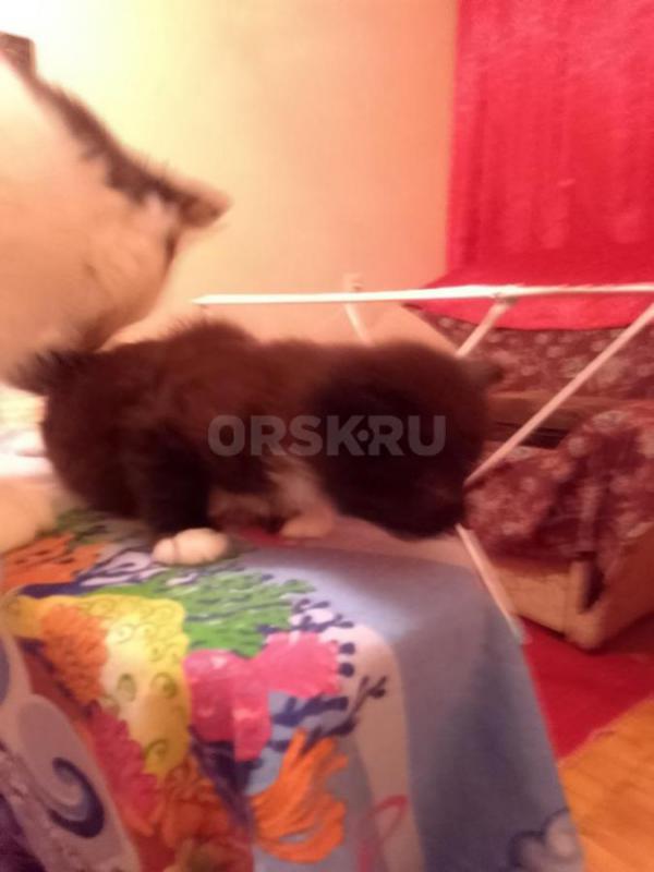 отдам в добрые руки котят, 2 девочки и черный мальчик, возраст 1 месяц - Орск