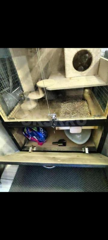 Шиншилла ручная! - Орск