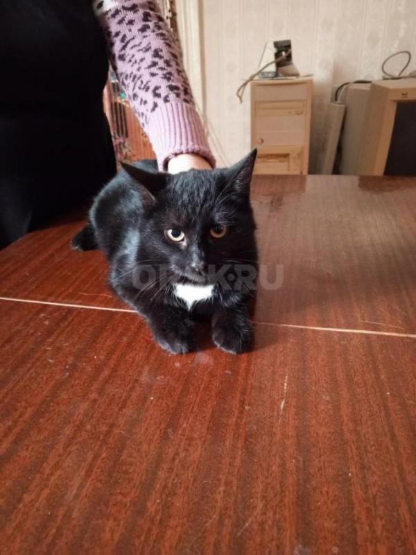 Отдам в добрые руки кошку, возраст 2 года, окрас чёрный с белыми вкраплениями (грудка и живот), стер - Орск