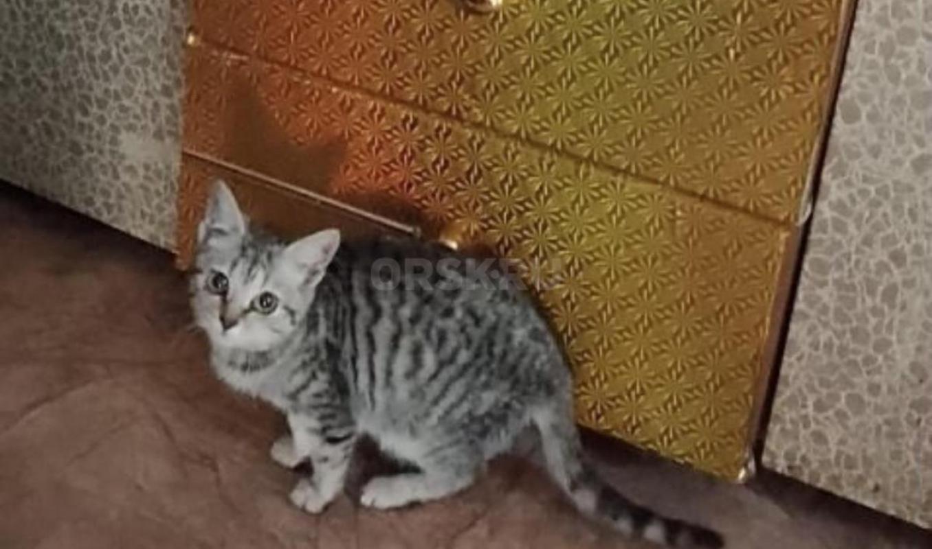 Отдам в добрые руки котенка. - Орск