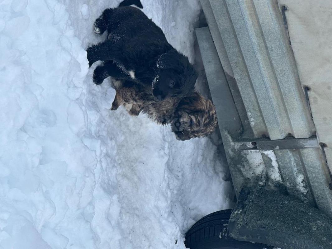 Отдам щенят в добрые руки! - Орск