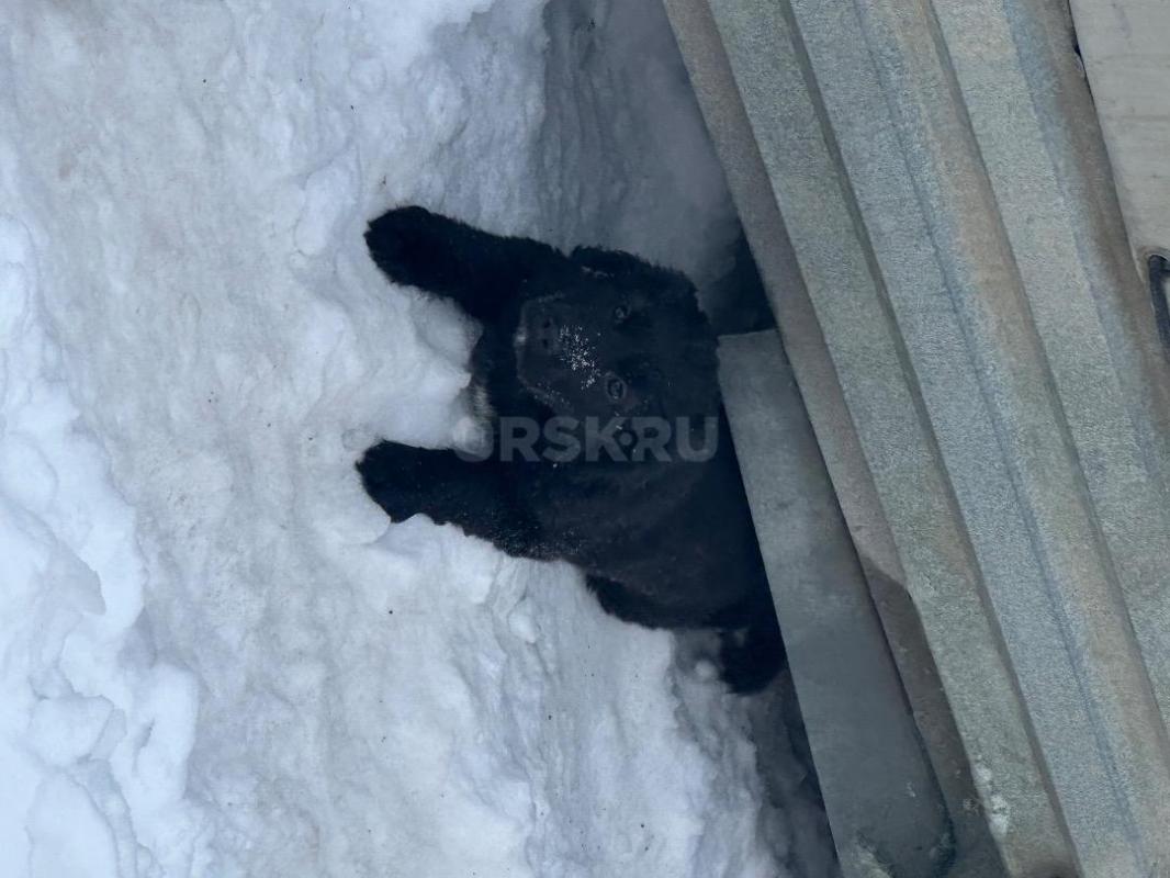 Отдам щенят в добрые руки! - Орск