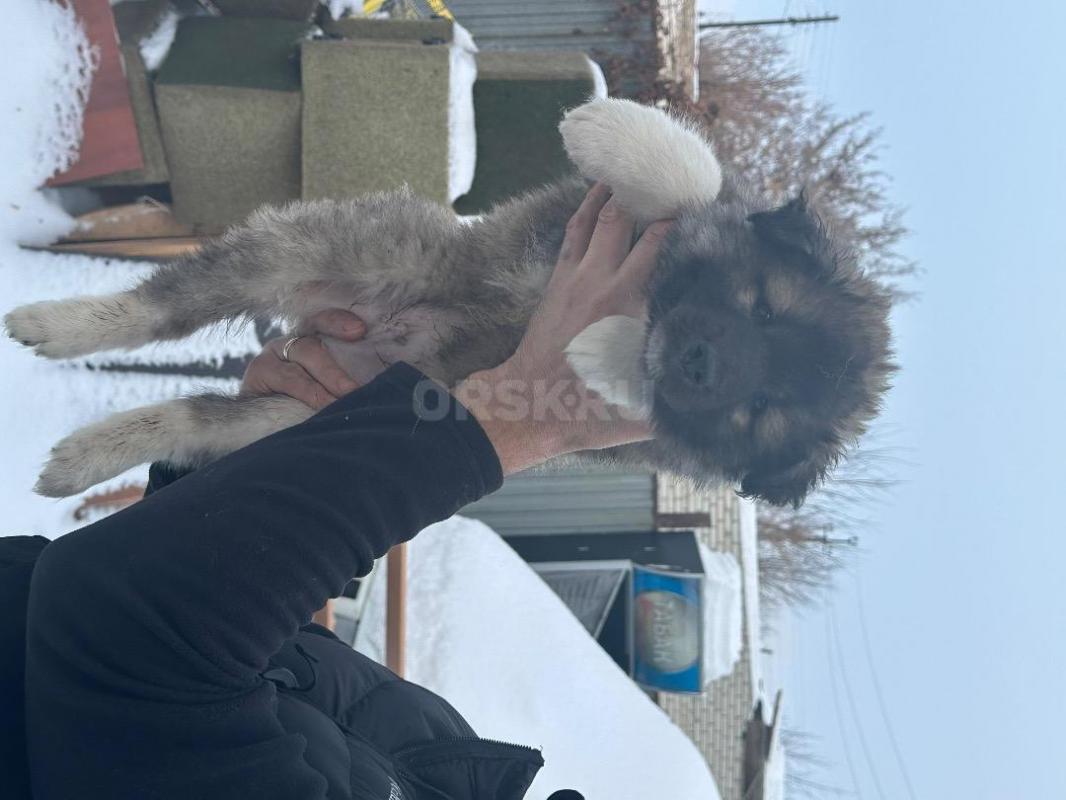 Щенки Западно-Сибирской лайки! - Орск