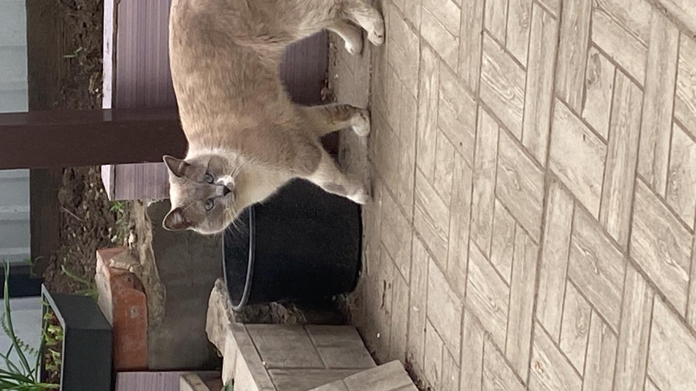 Пропал кот , окрас белый с серым , голубые глаза , ушел из дома 6 января и не вернулся. - Орск