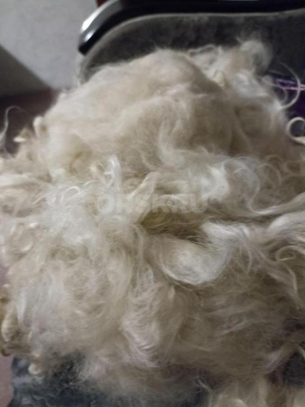 Продам козий пух.  250 руб -100гр. - Орск