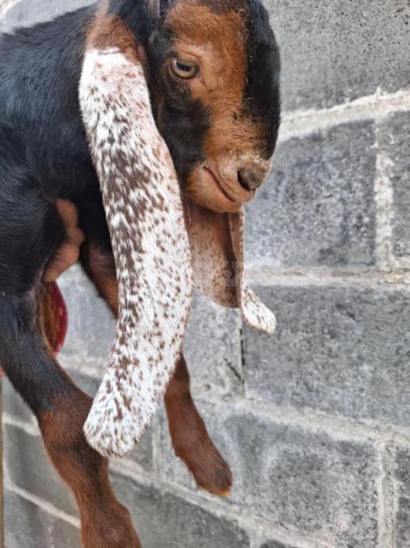 Продам двух козликов, рождены 9.0925 (черный), 11.09.25 ( бежнвый), камори- нубийцы. - Орск