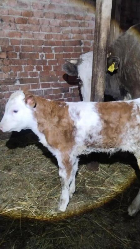 Продам корову с телёнком - Орск