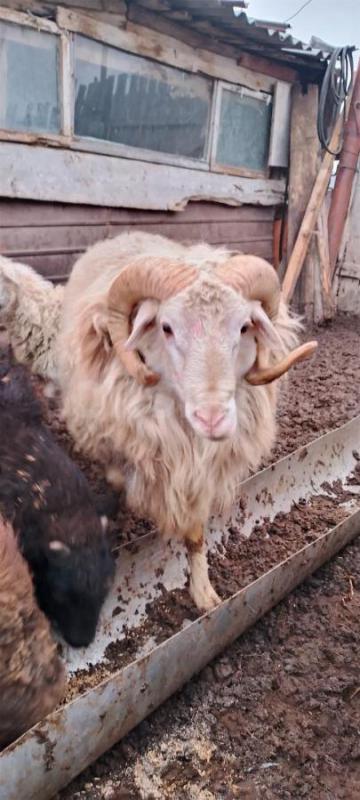 Продам баранов - Орск