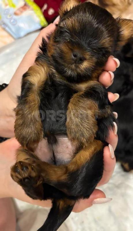 Открыта бронь на очень красивых и милых щенков йоркширский терьер родились 16.12.2025г! - Орск