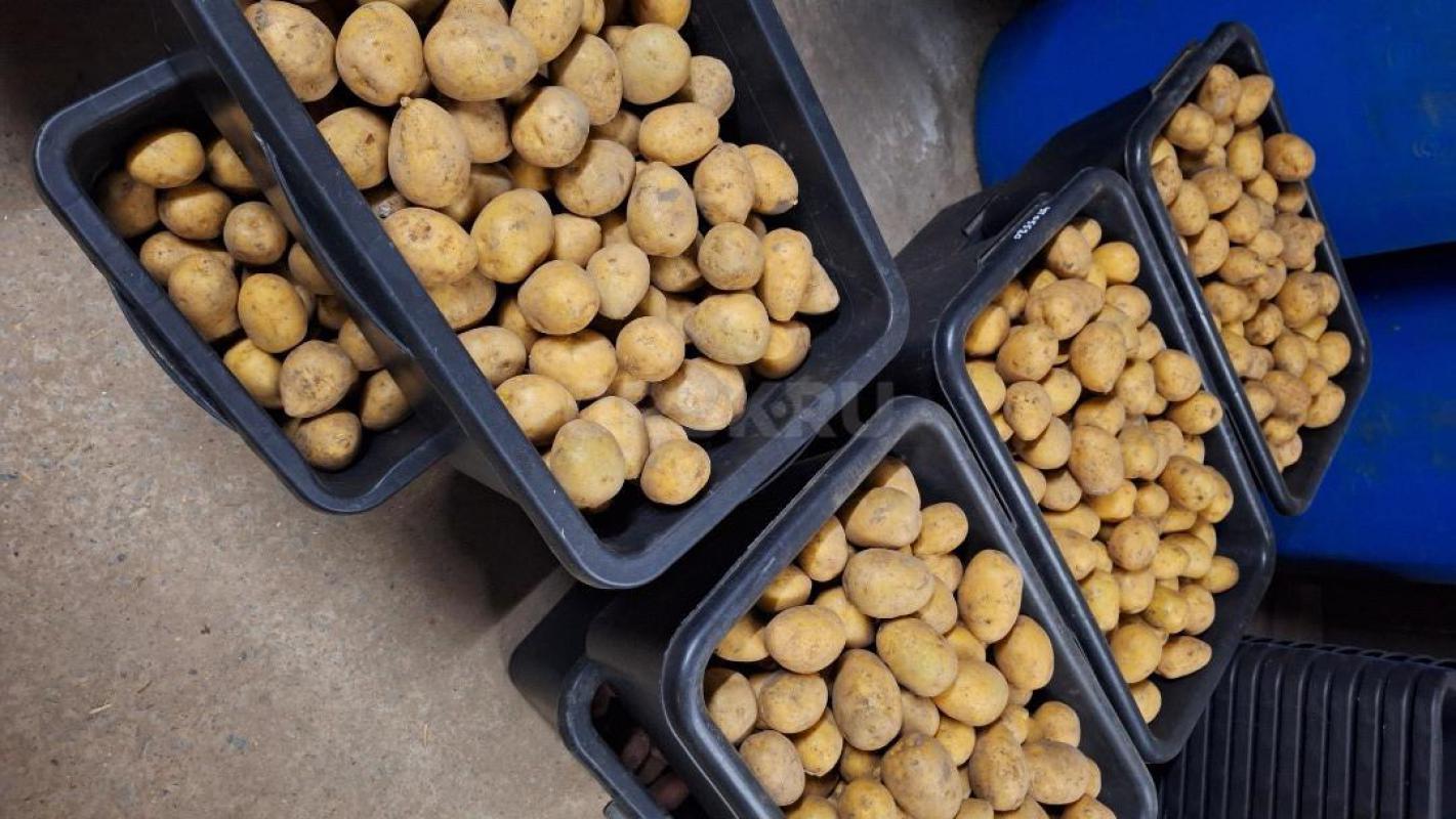 Излишки картофеля  с хранения ( вырощеного на своем огороде ) - Орск