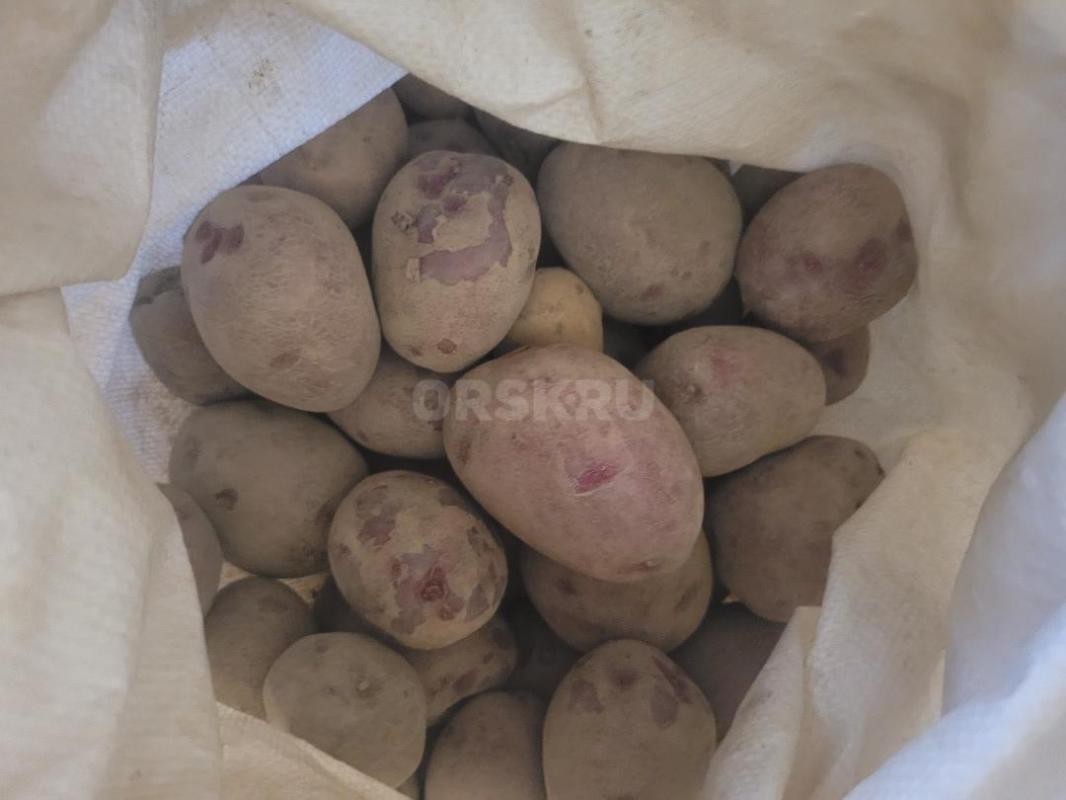 продам домашний картофель 60 р  1 кг возможна доставка - Орск
