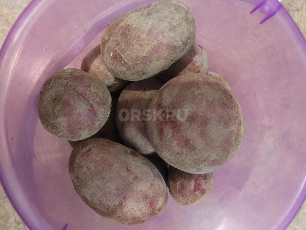 продам домашний картофель 60 р  1 кг возможна доставка - Орск
