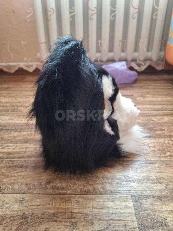 Фурсьют (Фурхед) кошки в отличном состоянии. - Орск