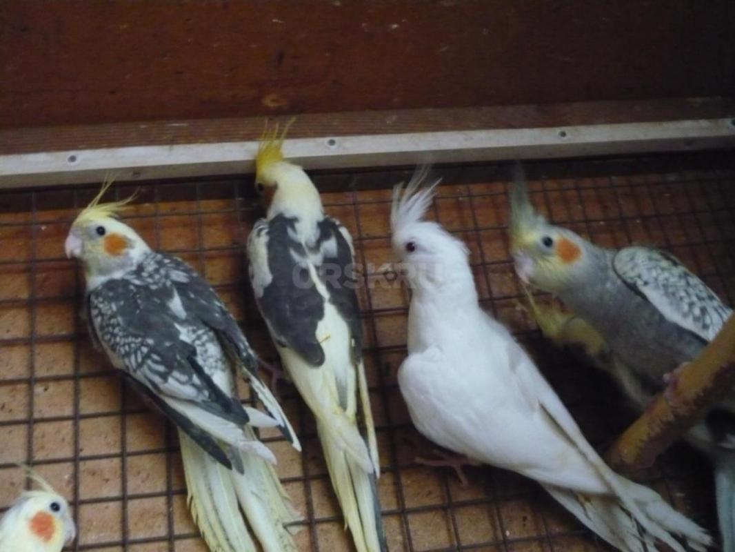 Продам молодых птенцов попугаев Корелл, местного разведения. - Орск