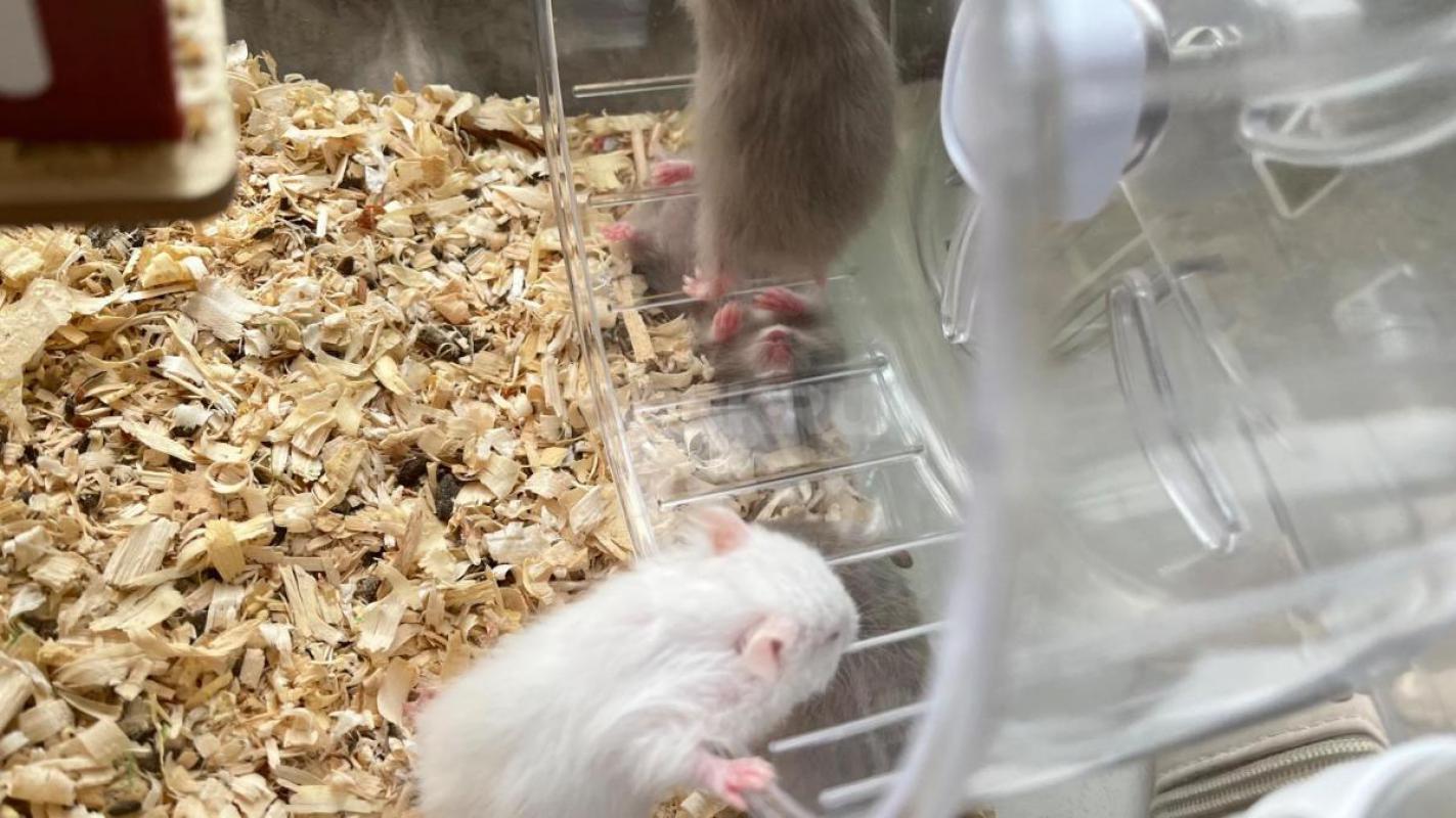 Отдам сирийский хомячков - Орск