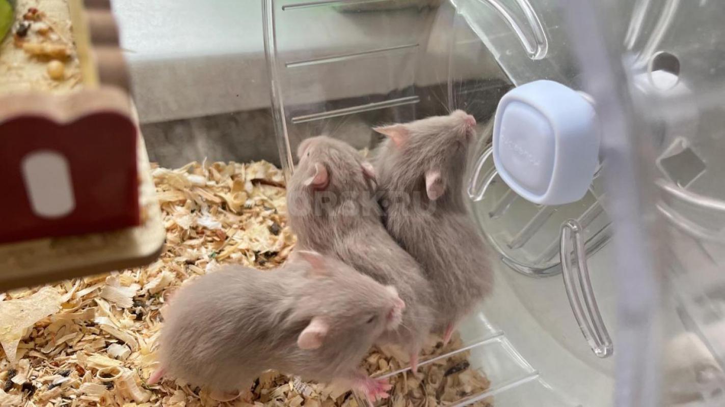 Отдам сирийский хомячков - Орск