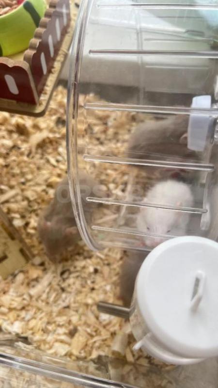 Отдам сирийский хомячков - Орск
