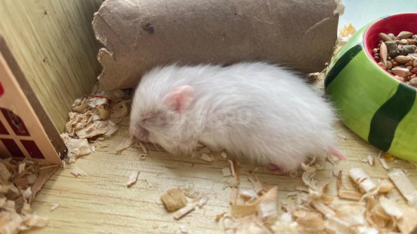 Отдам сирийский хомячков - Орск