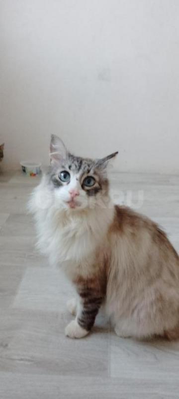 Молодая девочка Мэйн- Кун металась на улице в лютые морозы. - Орск