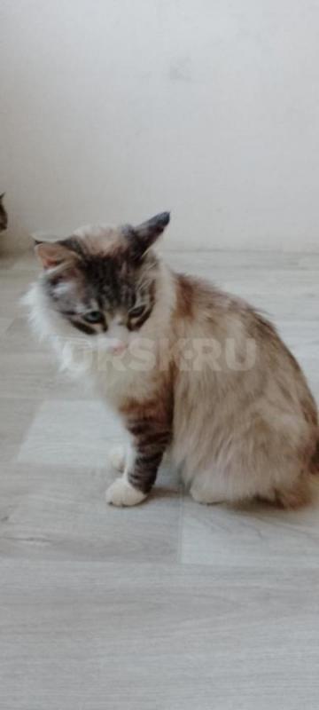 Молодая девочка Мэйн- Кун металась на улице в лютые морозы. - Орск