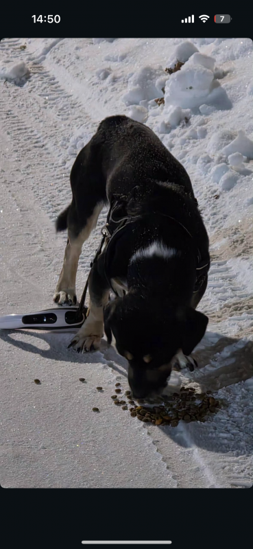 Найдена собака на ул. - Гай