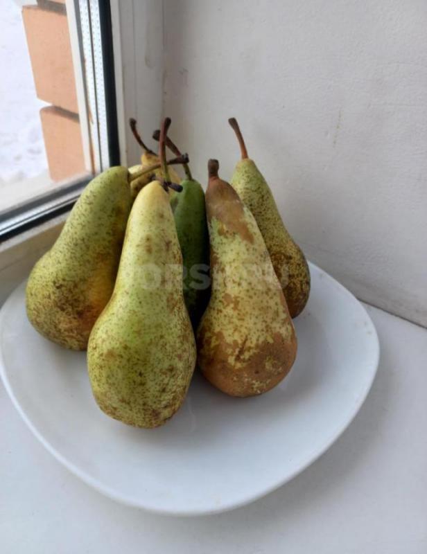 Продам овощи и фрукты. - Орск