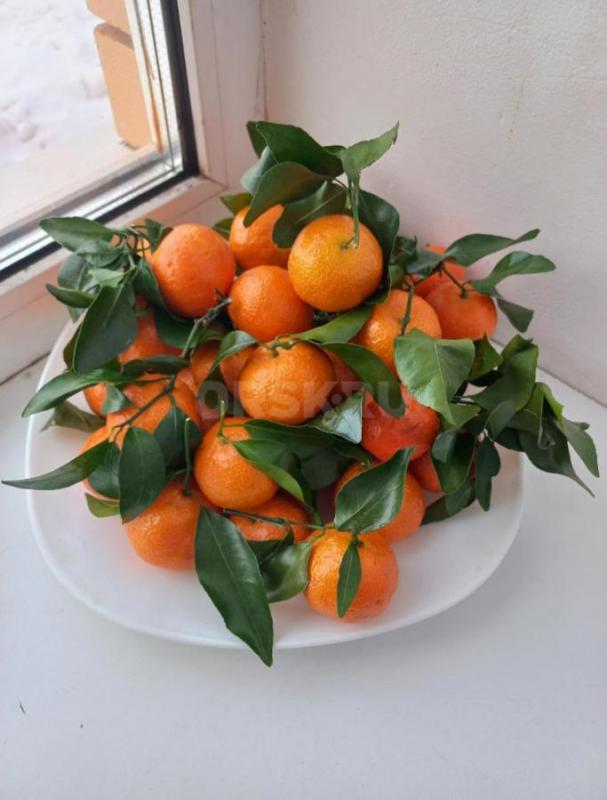 Продам овощи и фрукты. - Орск