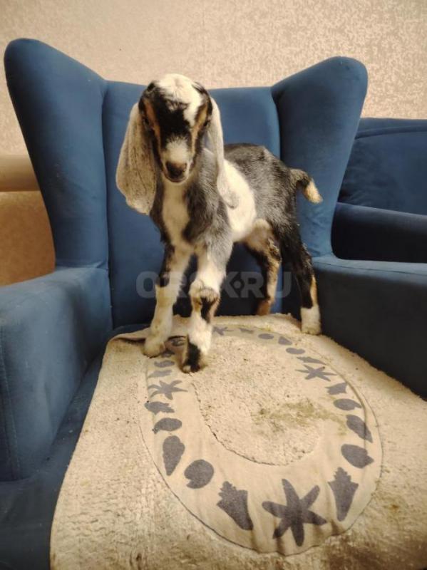 Продам нубийских козликов . - Орск