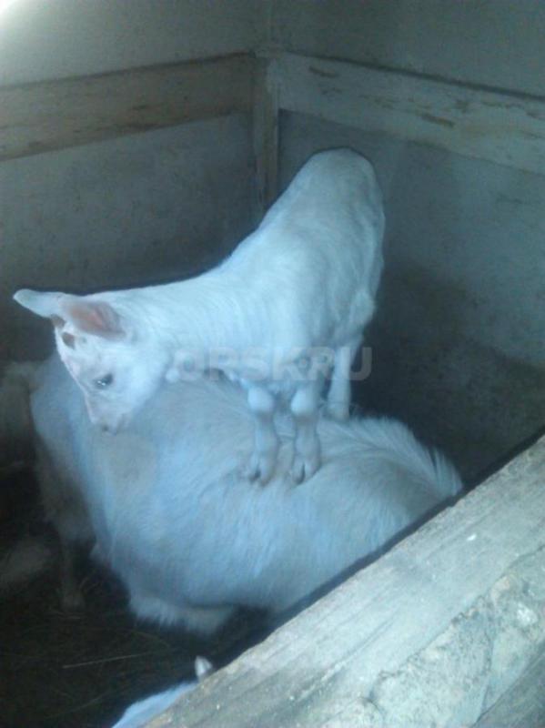 Продам Козочку. - Орск